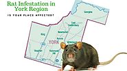 Rat Infestation in York Region: Is Your Place Affected?