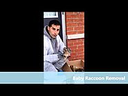 Pest Control Markham - Baby Raccoon Removal
