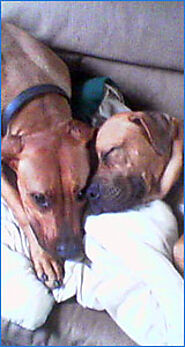 At Kingdom of Pets we're not just animal experts, we're animal lovers too.