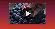 Mysterious Red Phenol Resets Metabolism