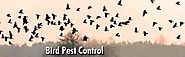 Dedicated in Taking Care of Your Bird Pest Problems before it’s Too Late to Manage
