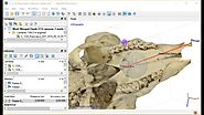 15-Photogrammetry 3D Fossils Adding Measurments to the 3D Model