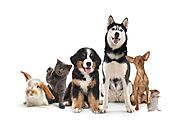 Dogs smiling and search new home.