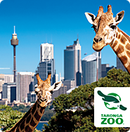 Mingle with the inhabitants of the Sydney Taronga Zoo