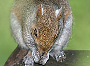 Tips for Squirrel removal in Hamilton