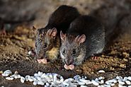 The Secret Lives of New York City Rats