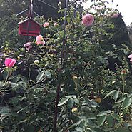 1. Dead-head your roses for the last time this growing season. Allow rose hips* to form signaling its time for the pl...