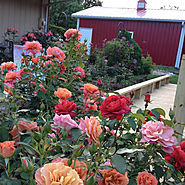 Inventory your garden rate your rose bushes: keepers, maybe, replace.