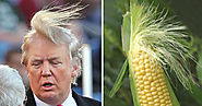 Trump/Corn