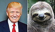 Trump/Sloth