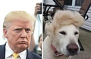 Trump/Dog