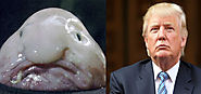 Blob fish/Trump