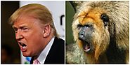 Trump/Monkey