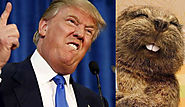 Trump/Beaver