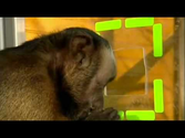 Cooperation and Fairness:Moral behaviour in Monkeys