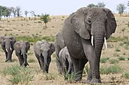 Africa's elephants face worst drop in 25 yrs; Report
