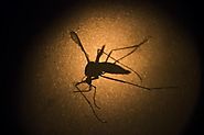 Bangladesh at Zika risk