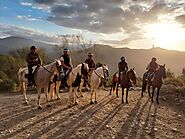 Equine-assisted therapy
