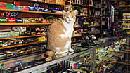 Felines At Work: New Book Celebrates Cats Who Call New York City's Shops Home