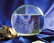 EcoSphere Closed Ecosystems