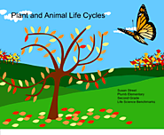 Sheppard Software's Life-Cycles: Learn about different animal life-cycles