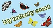 Butterfly Count Games - TVOKids.com