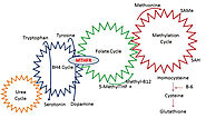 MTHFR Supplementation