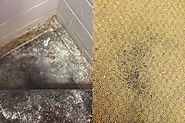 How to Protect Our Carpet from Mould
