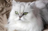 ΕΙΔΗΣΕΙΣ ΕΛΛΑΔΑ|Μια γάτα Περσίας στο Διάστημα! | Rizopoulos Post
