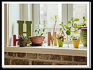 How to grow indoor plants successfully to make your home look appealing? by John Steffen