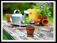 Prepare Your Home Garden for Plants and Planters