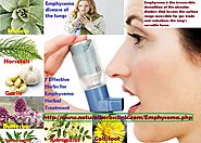 7 Effective Herbs for Emphysema Herbal Treatment