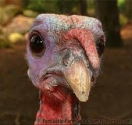 Why Turkeys Don't Tweet