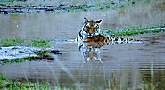 India Tiger Photography Tour Packages