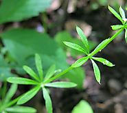 Cleavers - Plants and Herbs - Tea For Beauty