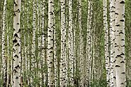 Birch - Plants and Herbs - Tea for Beauty