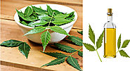 Neem oil is Made Usage of as a Manufactured in Organic Farming