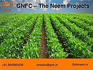 Uses of Neem Oil in Agriculture and Herbal Medicine