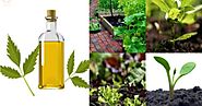 Neem Oil is known to be to a great useful and remedial