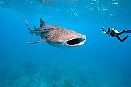 Dangerous Shark Species in Maldives