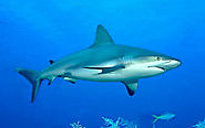 Smaller Shark Species in Maldives