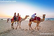 Dubai Camels Pictures - Go Dubai Go