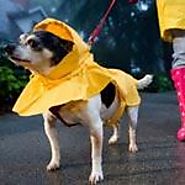 5 Rainy Day Dog Activities