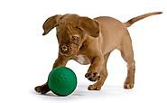 What Are The Best Dog Toys? | CanineJournal.com