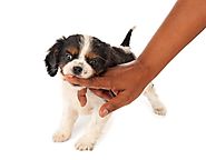 Important Measures to Prevent Child Dog Bites