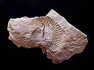 Nola sortzen dira fosilak?