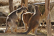 Pay a Visit to the Melbourne Zoo