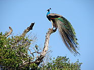 Bundala National Park