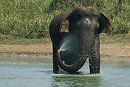 Uda Walawe National Park