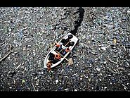 Océanos de plástico - Documental